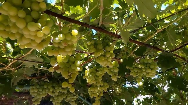 Виноград Независимость (ПЗ х КишЗим, 414—11), 06.08.2016 смотреть онлайн