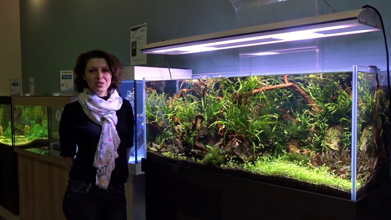 Акваскейп в салоне "Аква Лого" смотреть онлайн