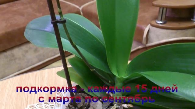 Орхидея фаленопсис. Уход и содержание. смотреть онлайн