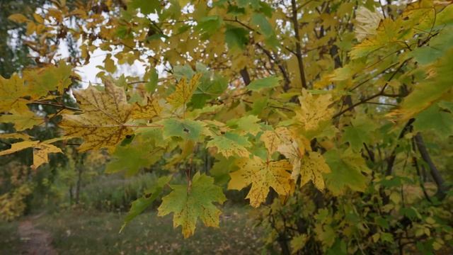 Осенняя прогулка по озеру, видео снято на камеру Sony A7iv объектив Tamron 17-28mm F2,8 SLog3