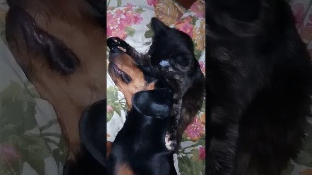 Вечерние ласки домашних животных смотреть онлайн