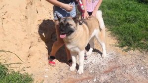 Американская акита | Все о породе