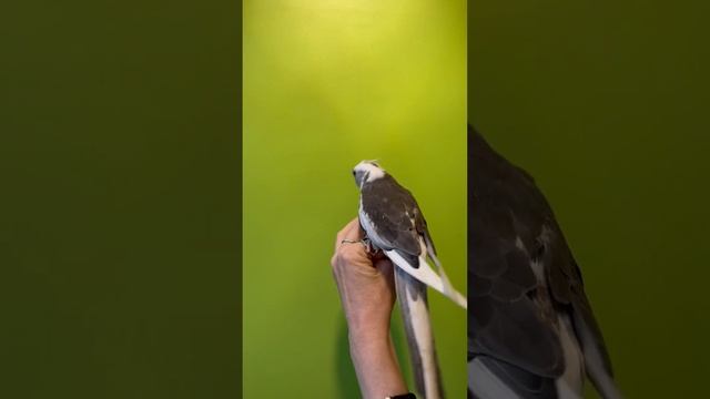 Безщёкий Птенчик Корелл, крупный и супер ручной. смотреть онлайн