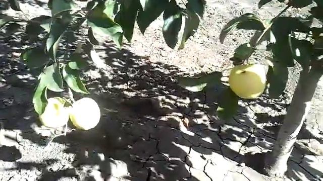 Откладывать на завтра нельзя....... Дача Химик Бердянск Запорожская смотреть онлайн