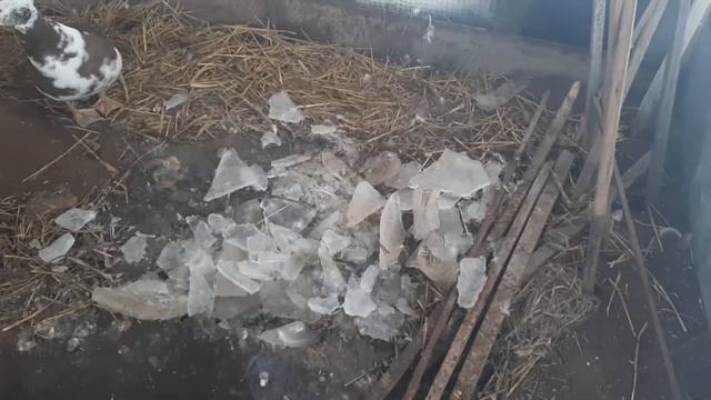 Морозы в подмосковье.Обзор хозяйства.Поздравление со старым новым годом. смотреть онлайн