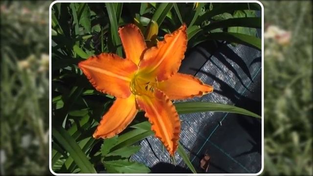 Селекция Мои лилейники 2022 часть 10 смотреть онлайн