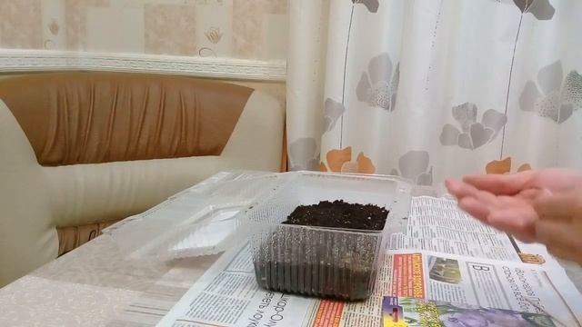 ЭУСТОМА.РАЗМНОЖЕНИЕ СЕМЕНАМИ. смотреть онлайн