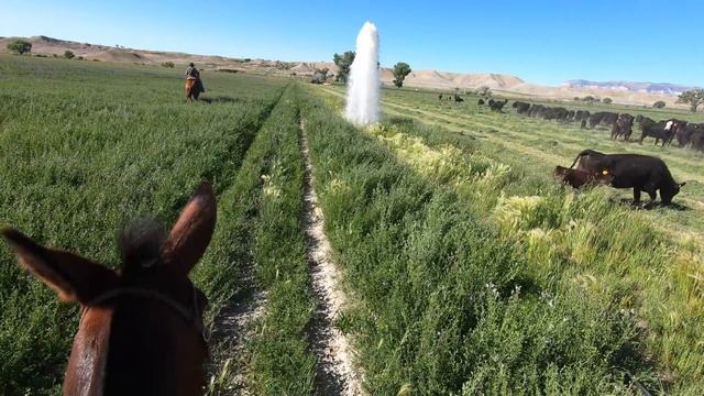 Herding Cattle onto the Mountain: Vlog 25 смотреть онлайн