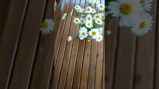 Нивяники крупные ромашки ?????????(2) смотреть онлайн