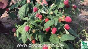 ? Малина ремонтантная сорт Пингвин. Ранний ремонтантный сорт малины российской селекции. ?