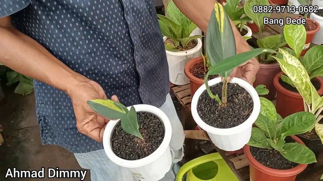 KOLEKSIANNYA MAKIN TOP ‼️ BANYAK JENIS SCINDAPSUS DAN ANTHORIUM HARGA EKONOMISAN смотреть онлайн