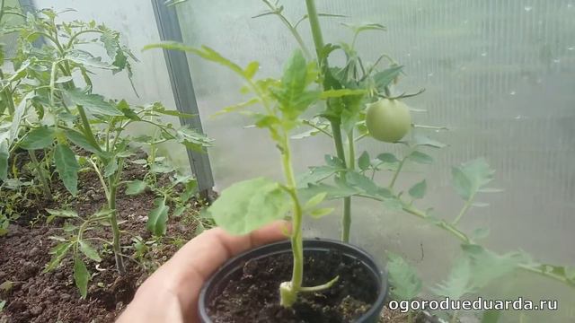 Показываю насколько живучи томаты.