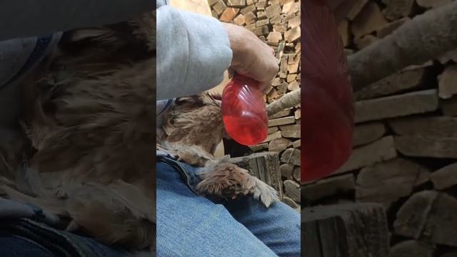 Лечение отек глаза кур смотреть онлайн