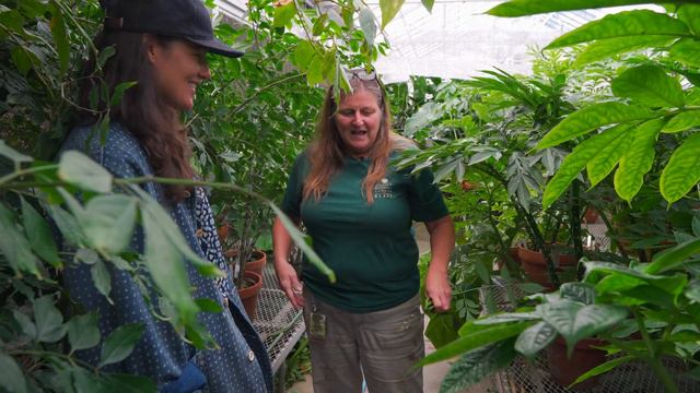 Top AROID PICKS by Emily at Missouri Botanical Garden — Ep. 264 смотреть онлайн
