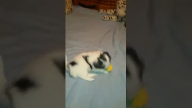 Щенки японского хина и цветных йорков - голдасты! смотреть онлайн