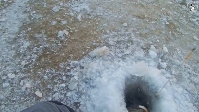 ТАКОЕ БЫВАЕТ?! ЖЕРЛИЦЫ Ловят НА ПЕСКЕ!!! Между заторов на Реке рыбачим. смотреть онлайн