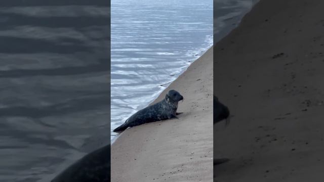 КОВАРНЫЕ ТЮЛЕНИ, или ПРОГУЛКА В РОЖДЕСТВО смотреть онлайн
