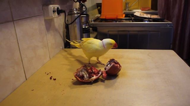 Ожереловый попугай .Necklace parrot. смотреть онлайн