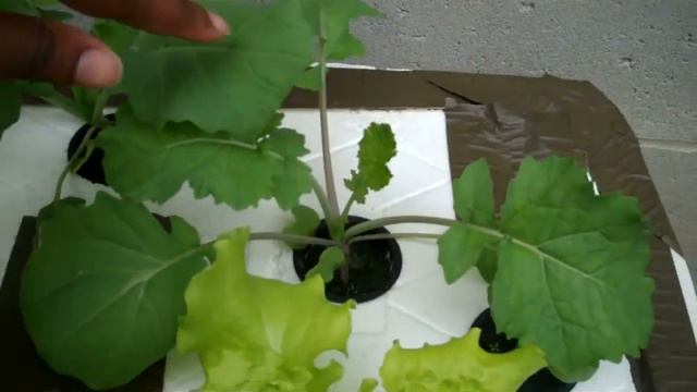 Erica's Kratky Hydroponic Experiment week 3 смотреть онлайн