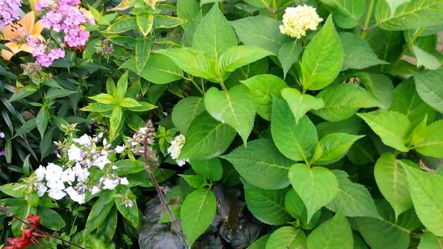 Наши гортензии в августе 2017 смотреть онлайн