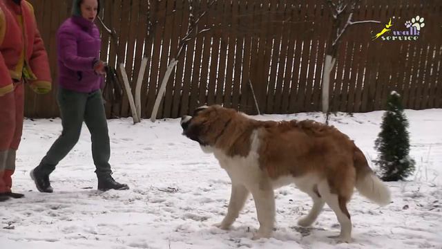 Щенок сенбернар, агрессия к гостям, поведение животных, собака для охраны смотреть онлайн