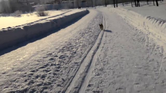 Отрывок зимней прогулки смотреть онлайн