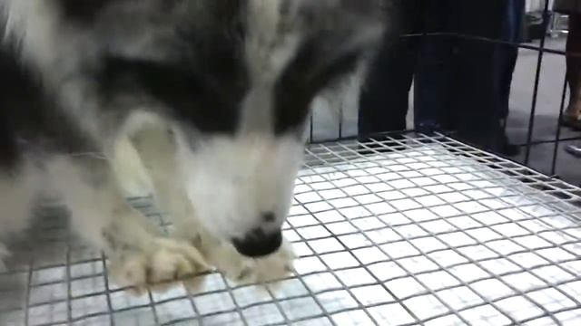 Ручная лиса Алина / Fox named Alina смотреть онлайн