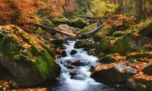 Звуки Старого Леса, Пение Птиц, Расслабляющий Звук Речи ✦ Relax ✦ Sounds Of The Forest