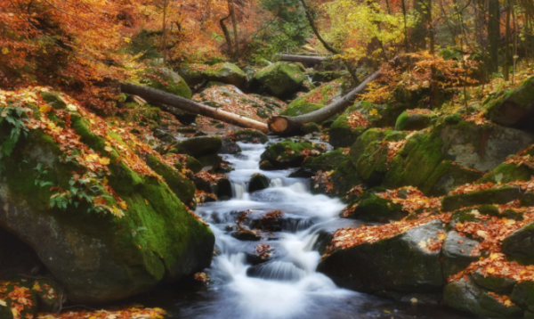 Звуки Старого Леса, Пение Птиц, Расслабляющий Звук Речи ✦ Relax ✦ Sounds Of The Forest