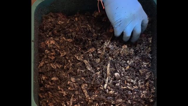 Multiple worm balls & colorful feeding in my Vermihut indoor wormbin. 3rd feeding of 2nd tray. смотреть онлайн