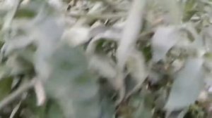 Редкие сорта томатов: жемчужина мудрости, кареглазые, оаксаканская драгоценность, грейпфрут.