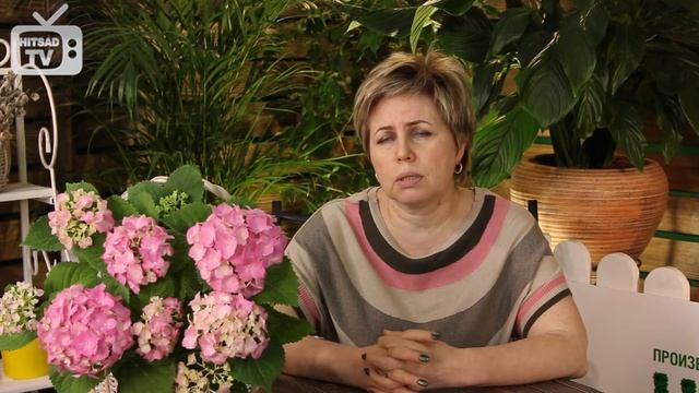 Выбираем лиану для сада ➡ ДИОСКОРЕЯ ?Интересные факты от эксперта hitsadTV смотреть онлайн