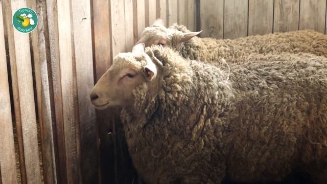 Зачем стричь овец? смотреть онлайн