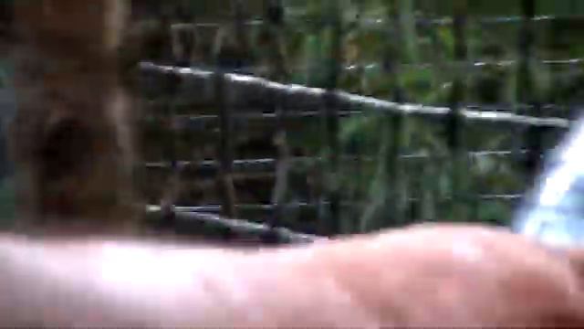 макака в зоопарке Украина Ялта смотреть онлайн