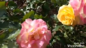 Роза первогодка Lampion Лампион Tantau.