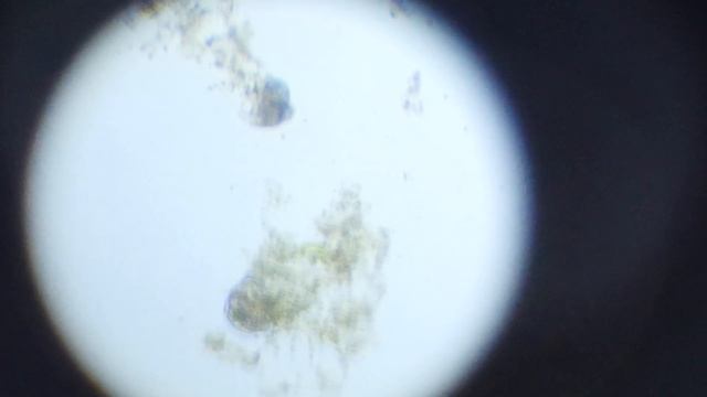 Putting Water Bears in a Vacuum Chamber to See if Water Bears Can Survive on the Moon смотреть онлайн