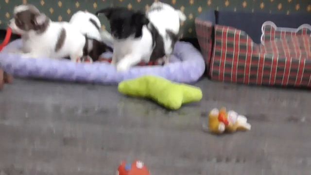 Длинношерстные щенки чихуахуа смотреть онлайн