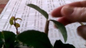 Размножение черенками магонии-"Орегонского винограда"