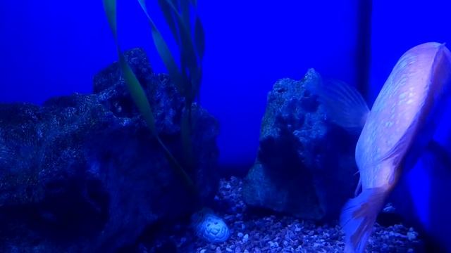 Океанариум Морская сказка» в ТЦ 