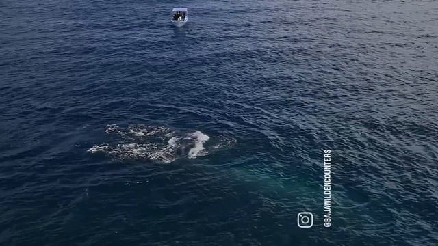 Damn Nature You Scary | Funny Scary Animal Encounters 😱 #18 смотреть онлайн