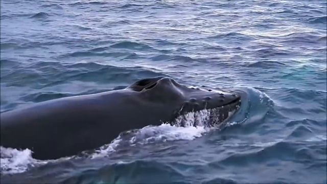 Киты — океанский тур из Рейкьявика, Исландия. Video By Sam Zilman