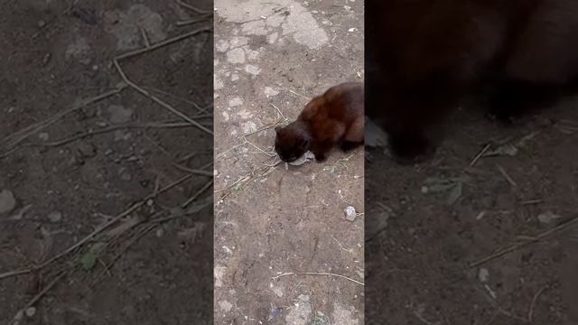 Чем кормить вислоухих кошек! #кошки what to feed lop-eared cats смотреть онлайн