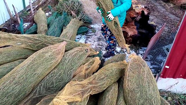 Нам подарили 100 ёлочек (этап разгрузки) смотреть онлайн