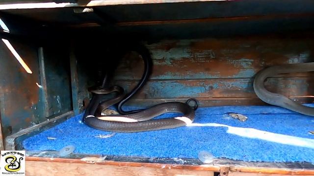 Massive Black Mamba At Lawnwood Snake and Reptile Park смотреть онлайн