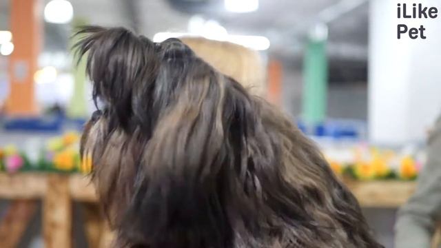 5 особенностей содержания ши-тцу смотреть онлайн