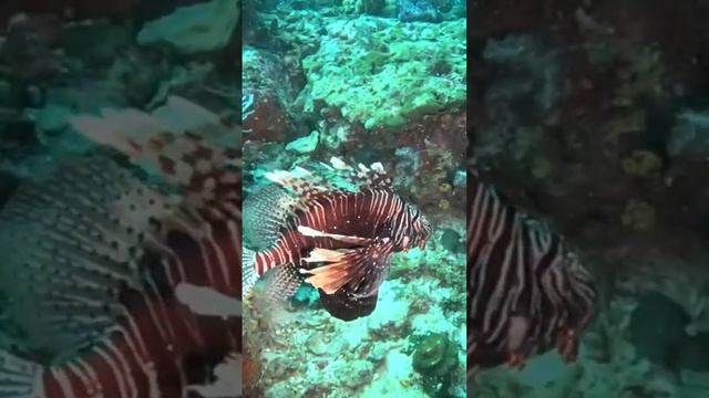 Андаманская крылатка особо ядовитый вид! #shorts #таиланд #дайвинг #крылатка #lionfish смотреть онлайн