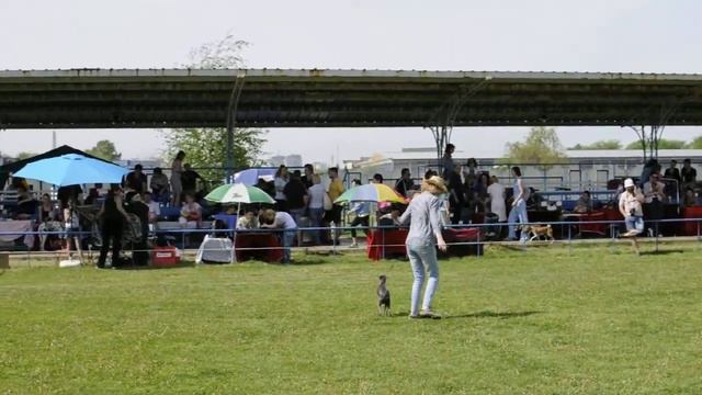 Левретки, выставка "Кубок Днепра - 2013" - Lepestok Rozy lula P'yari Sarna смотреть онлайн