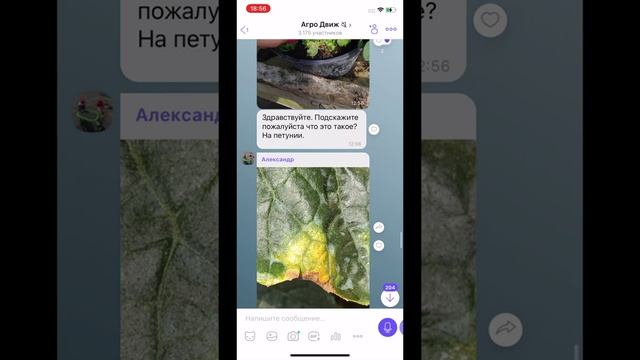 Срочно вынеси с теплицы - бактериоз томата