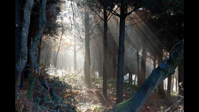 Mystic forest - Nyckelharpa and Trumscheit improvisation by Šedovous and Ivo Horák смотреть онлайн