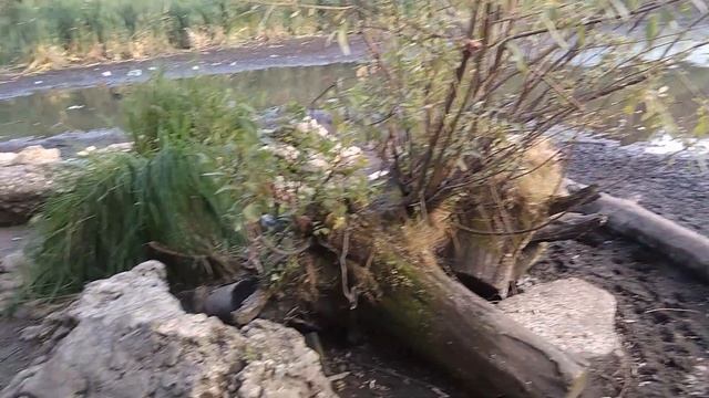 Утиное болото в Закамске обмелело / что интересного в Перми смотреть онлайн